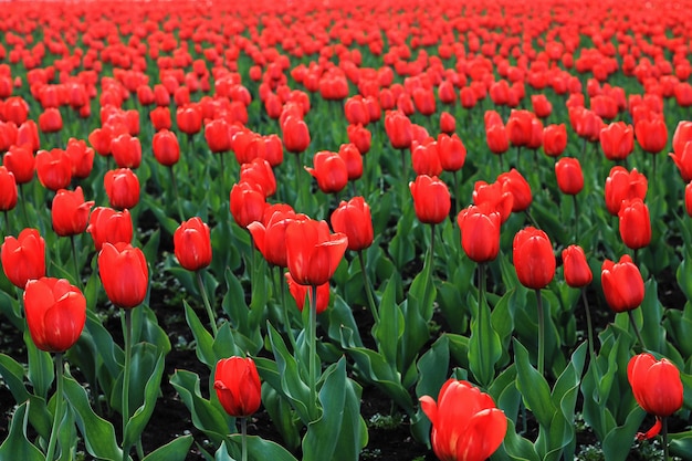 Campo de tulipán rojo grande, flores rojas con hojas verdes. Fondo de flores.