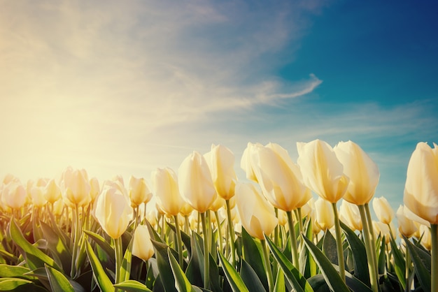 Campo de tulipanes amarillos. Efecto tonificante colorido.