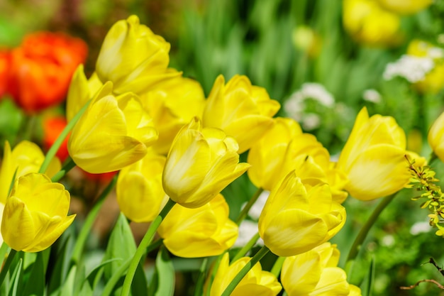 Campo de tulipanes amarillos. Fondo de flores Paisaje de jardín de verano