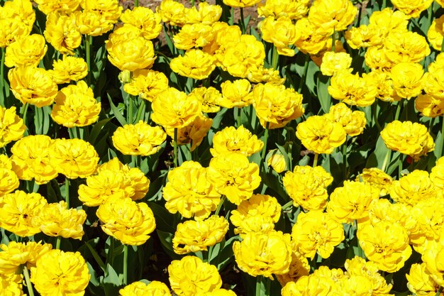 Campo de tulipanes amarillos. Fondo de flores Paisaje de jardín de verano