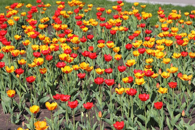 Campo de tulipanes amarillos y rojos