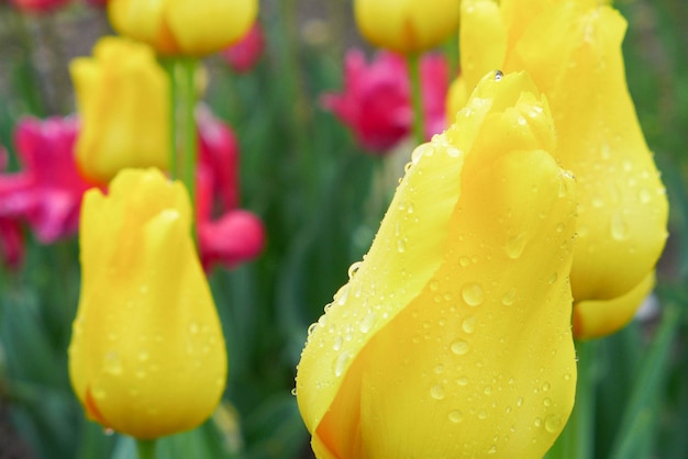 Campo de tulipanes amarillos y rosados en el parque