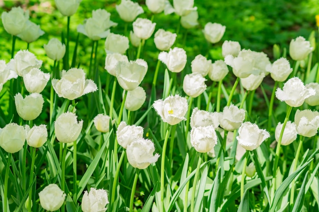 Campo de tulipanes blancos. Fondo de flores Paisaje de jardín de verano