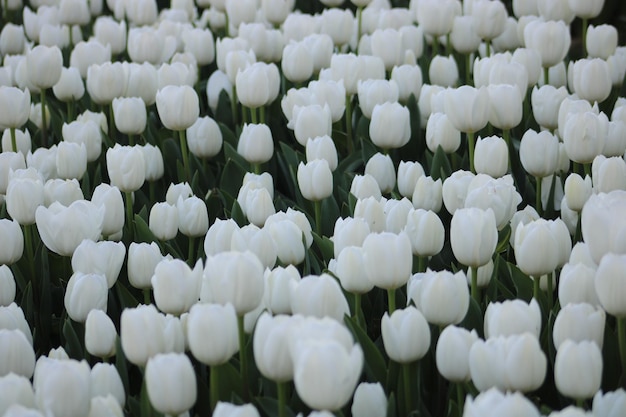 Un campo de tulipanes blancos con hojas verdes.