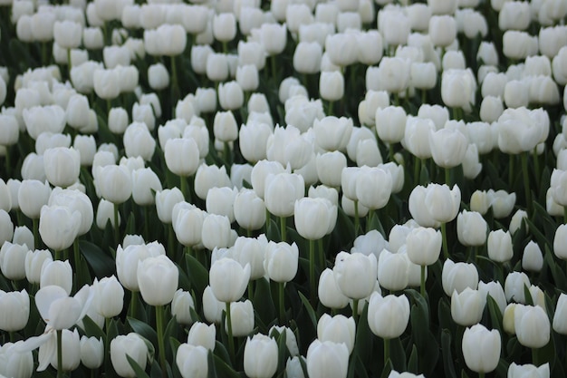 Un campo de tulipanes blancos con hojas verdes.