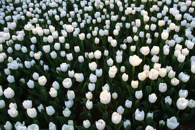 Un campo de tulipanes blancos con la palabra tulipanes