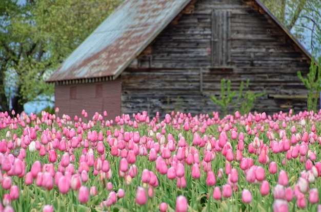 Campo de tulipanes con casa en el fondo