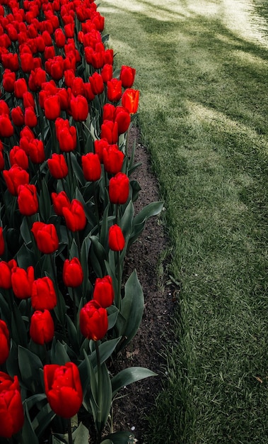 Un campo de tulipanes con un césped verde al fondo.