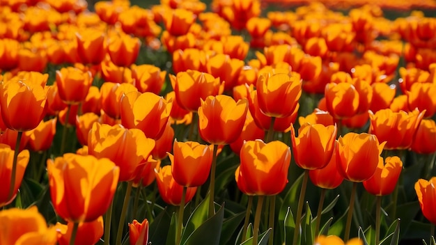 Un campo de tulipanes de color naranja ardiente en los rayos de la brillante luz del día del verano