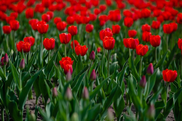 Campo de tulipanes de colores