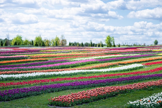 Campo de tulipanes coloridos con cielo azul y nubes