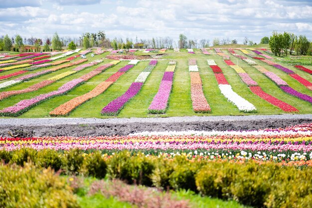 Foto el campo de tulipanes coloridos el cielo azul