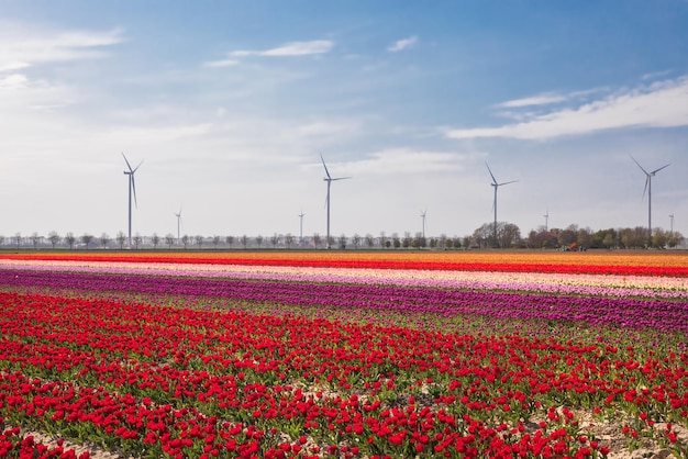 Foto campo de tulipanes coloridos y turbinas