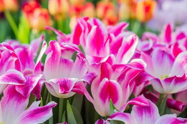 Campo de tulipanes florecientes coloridos, flores de primavera en el jardín