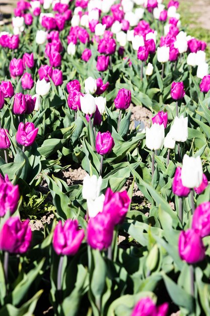 Campo de tulipanes florecientes en Holanda primavera hermoso fondo verde floral