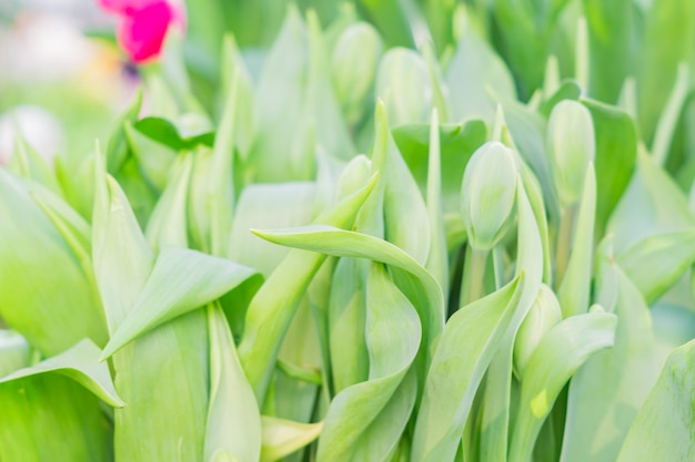 Campo de tulipanes florecientes multicolores