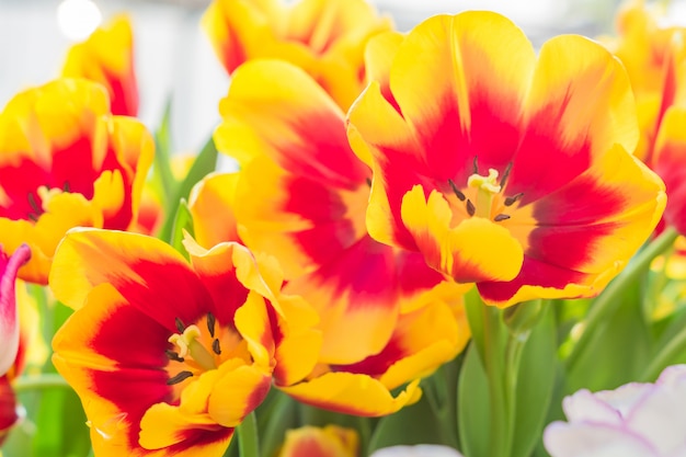 Campo de tulipanes florecientes multicolores