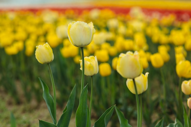 Campo de tulipanes de flores muy bonitas de diferentes colores.