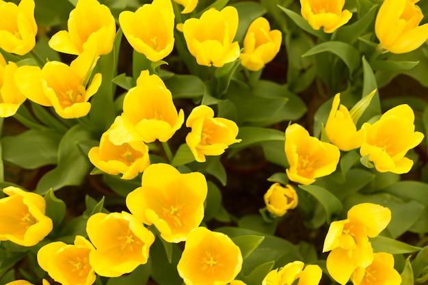 Campo de tulipanes hermosos amarillos