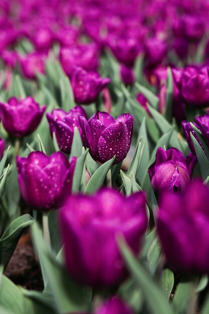 Campo de tulipanes morados