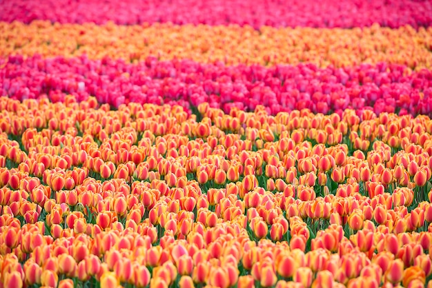 Campo de tulipanes multicolor en los países bajos