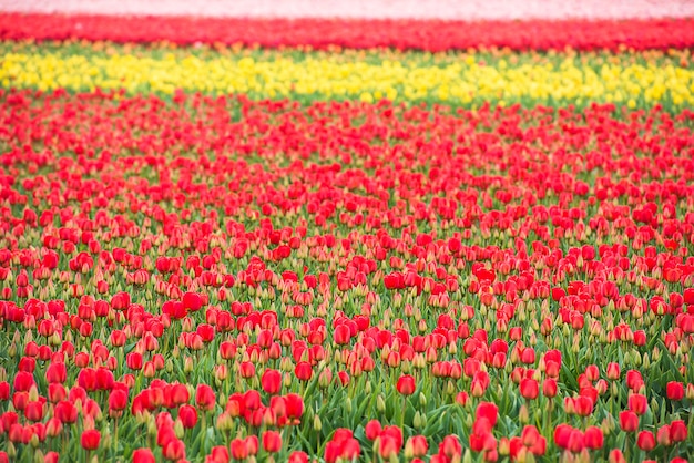 Campo de tulipanes multicolor en los países bajos