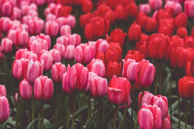 Campo de tulipanes multicolor en los países bajos