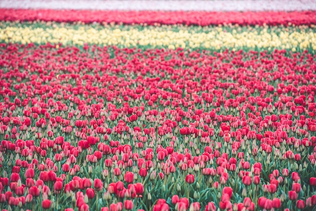 Campo de tulipanes multicolores en los Países Bajos