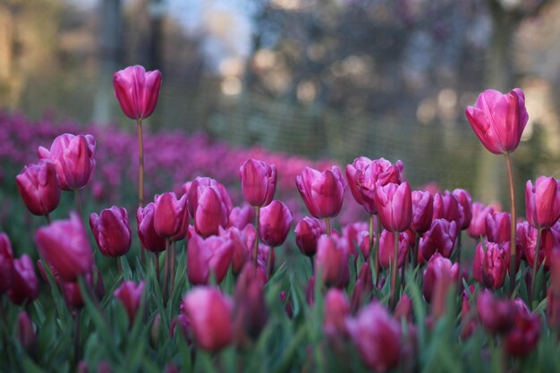 Un campo de tulipanes en primavera