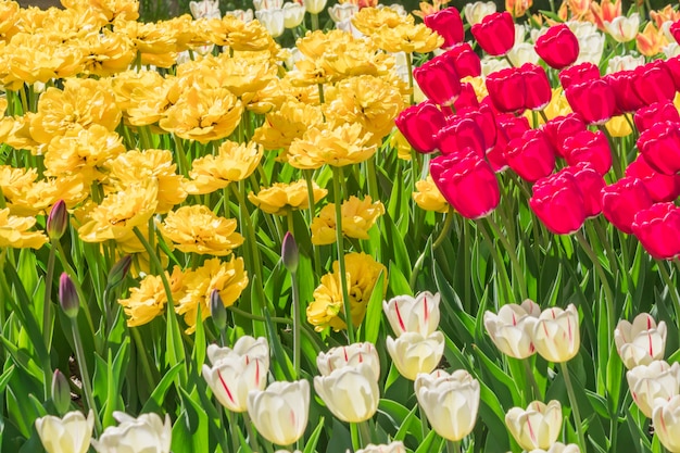 Campo de tulipanes rojos, amarillos, blancos y morados. Fondo de flores Paisaje de jardín de verano