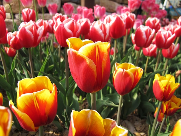 Un campo de tulipanes rojos y amarillos con la palabra tulipanes en la parte superior