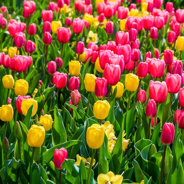 Campo de tulipanes rojos y amarillos