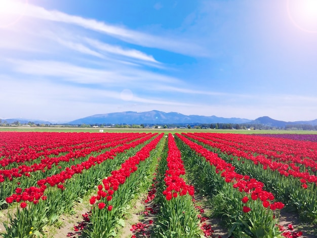 campo de tulipanes rojos en las montañas