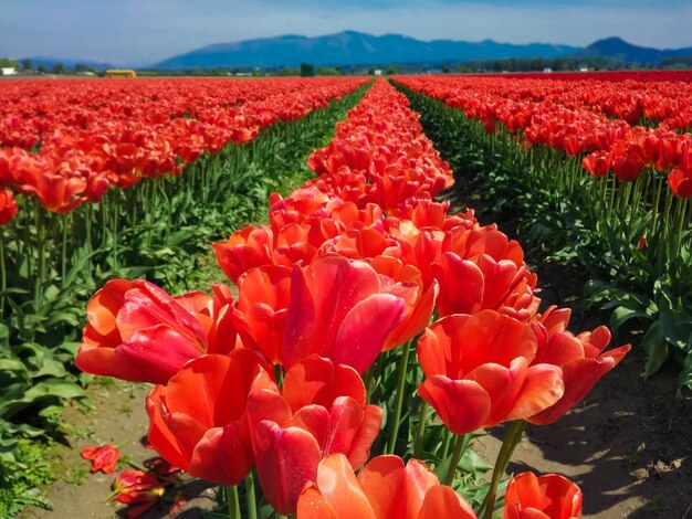 campo de tulipanes rojos en las montañas