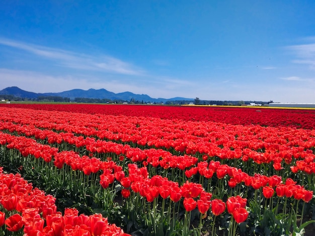 campo de tulipanes rojos en las montañas