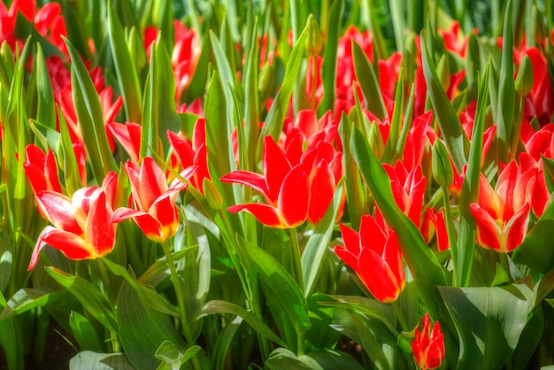 Campo con tulipanes rojos en los países bajos