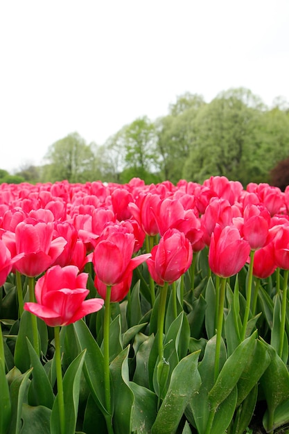 Un campo de tulipanes rojos con la palabra tulipanes en la parte inferior.