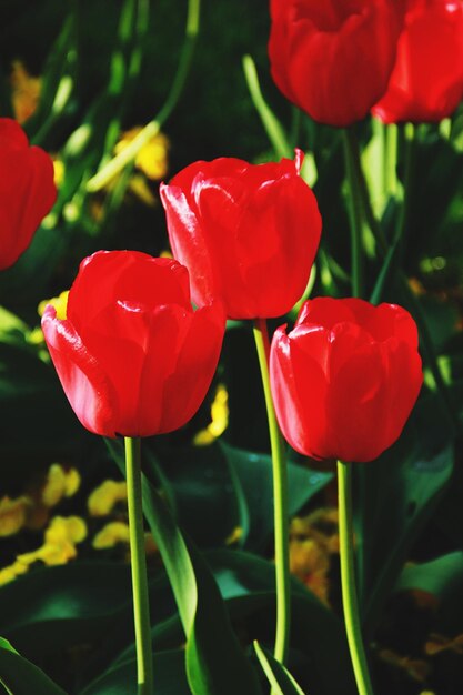 Foto el campo de los tulipanes rojos