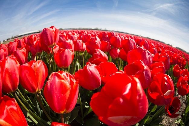 Campo con tulipanes rojos