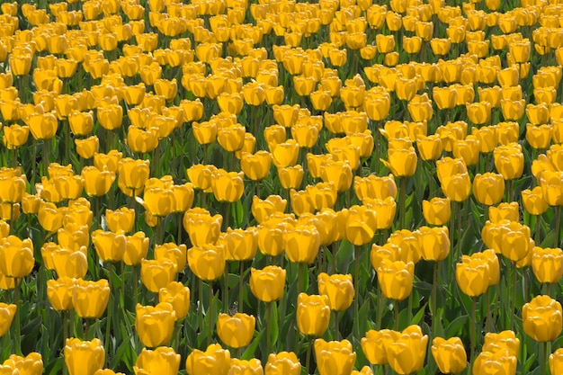 campo de tulipanes rojos