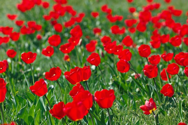 Campo de tulipanes rojos