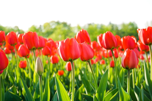 Campo de tulipanes rojos