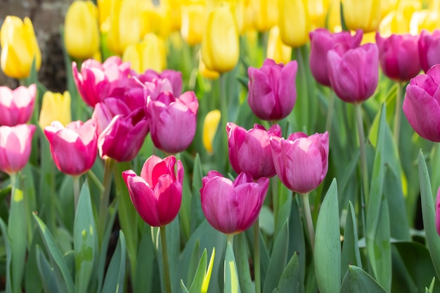 Campo de tulipanes rosados y amarillos en primavera. Las flores coloridas de los tulipanes en primavera florecen el jardín floreciente.