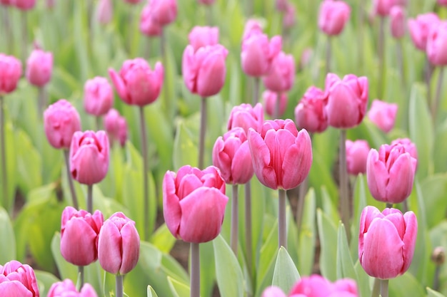 Campo con tulipanes rosas Capullos de tulipanes con enfoque selectivo Día Mundial del Tulipán