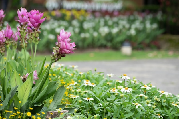 Foto campo de tulipanes de siam o dok krachiao