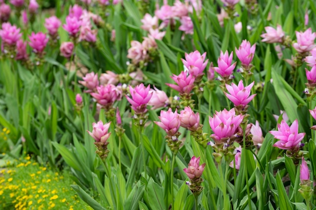 Foto campo de tulipanes de siam o dok krachiao