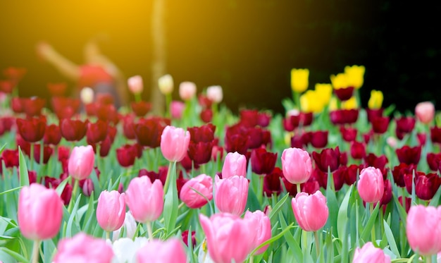 Un campo de tulipanes con un sol amarillo detrás de ellos