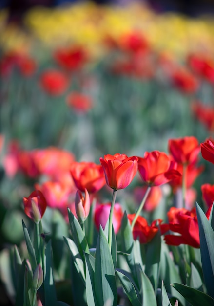 Campo de tulipanes