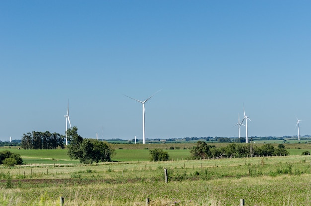 Campo uruguaio com uma fazenda de moinhos de vento no horizonte com um céu azul sem nuvens