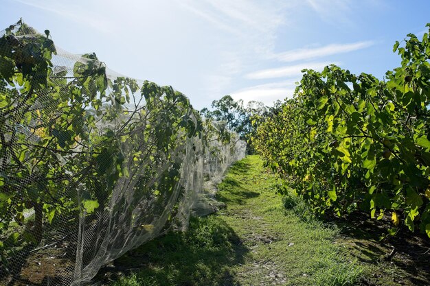 Un campo de uvas con un cielo azul detrás